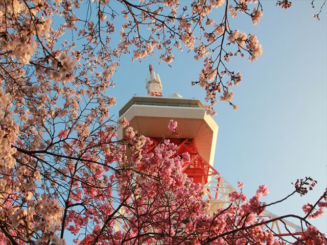 八幡山公園の桜 宮の散歩