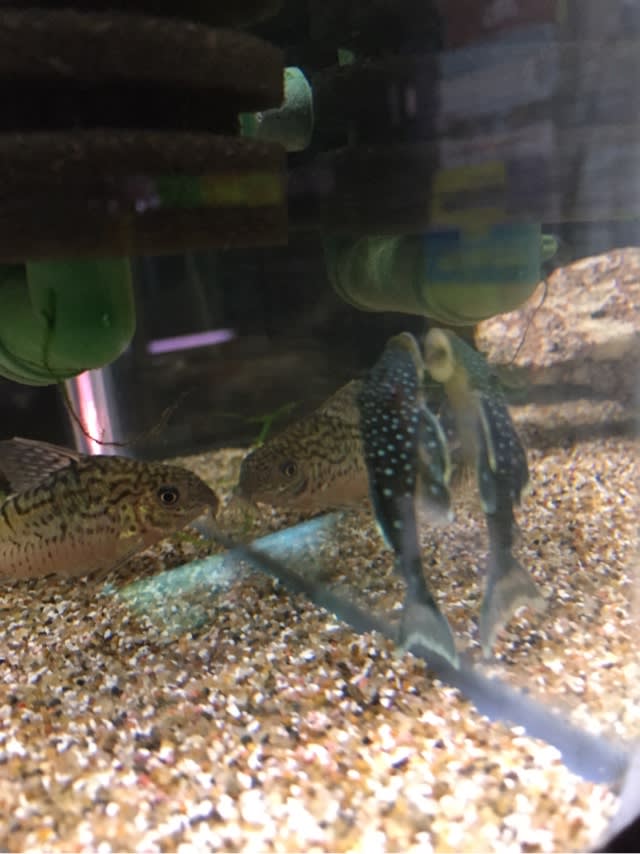 熱帯魚 熱帯魚 マーメイド