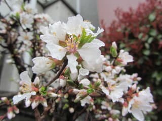 すべての美しい花の画像 Hd限定山桜桃梅は何と読む