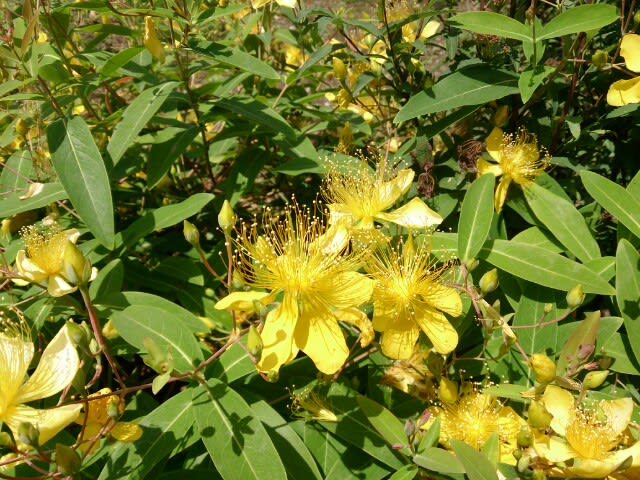 ビヨウヤナギなどが黄色い大きな花を咲かせています フグさんの雑記帳