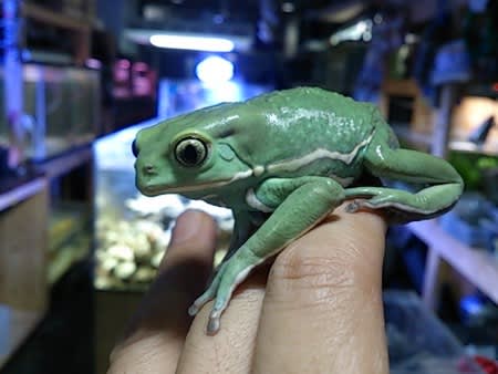 ソバージュネコメガエル 熱帯魚店モンスターアクアリウム 川口店 買取販売情報 ソバージュネコメガエル 熱帯魚店モンスターアクアリウム 川口店 買取販売情報