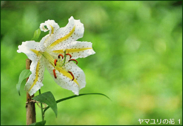 見頃が過ぎていたものの 昨日訪れた公園内で ヤマユリ の花が咲いていて 花咲爺やの気まぐれ通信 見頃が過ぎていたものの 昨日訪れた公園内で ヤマユリ の花が咲いていて 花咲爺やの気まぐれ通信