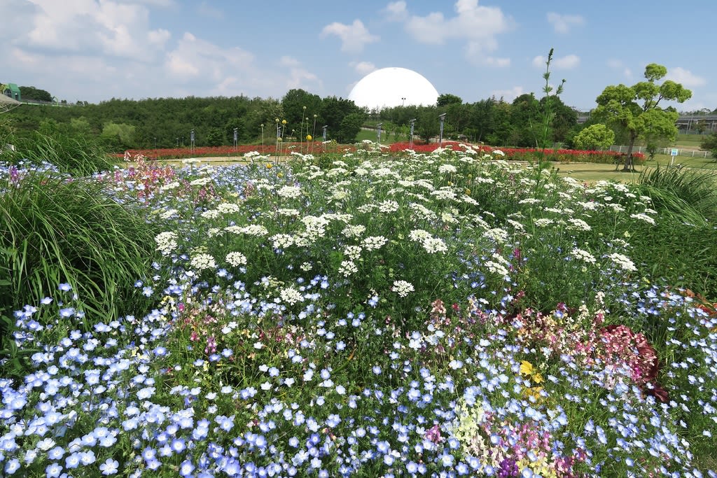 シャーレポピー揺れる愛 地球博記念公園 自然を求めて近辺ぶらり