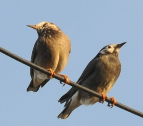 渡り鳥？の画像