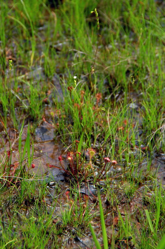 モウセンゴケ (毛氈苔）の画像