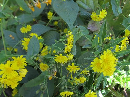 １３５８ 遊糸飛ぶいつかどこかで会った人 - 一韶の俳句ブログ