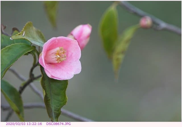 ツバキ 椿 小さいピンクの花 散歩写真