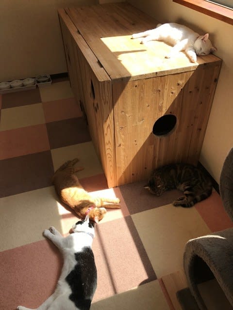 佐世保の猫カフェ ニャンコプラス Cat Cafe In Sasebo Nyanko Plus 太陽と花と波と緑そして命