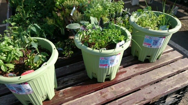 野菜とコンパニオンプランツハーブの寄せ植え かながわハーブナーセリー園主のブログ ハーブと暮らす３６５日