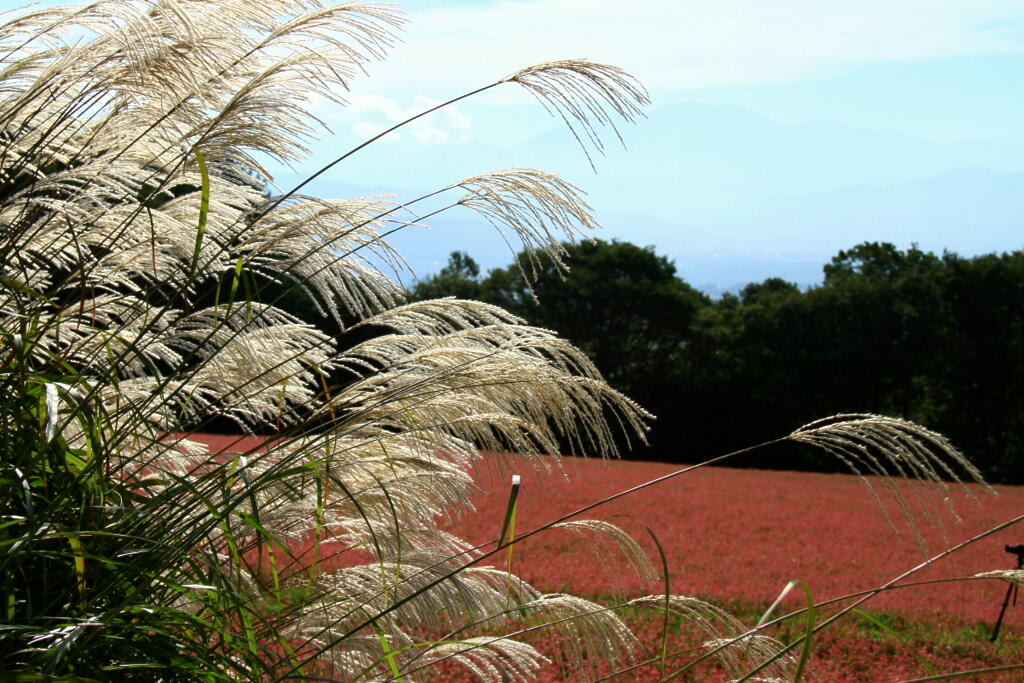赤蕎麦 Ⅱの画像