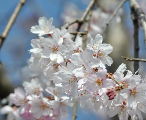 花びら枚数がまちまちの 麻績の里舞台桜 花の公園 俳句 ｉｎｇ