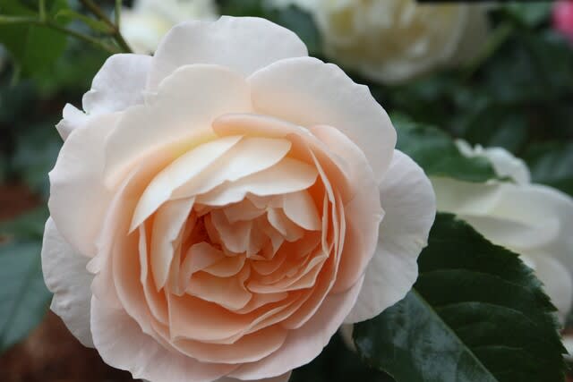 やさしいアプリコット色のバラ「マリー・アントワネット」(春薔薇