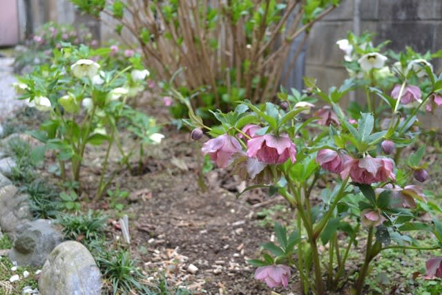 裏のクリロー花壇のクリスマスローズ 花に癒されて