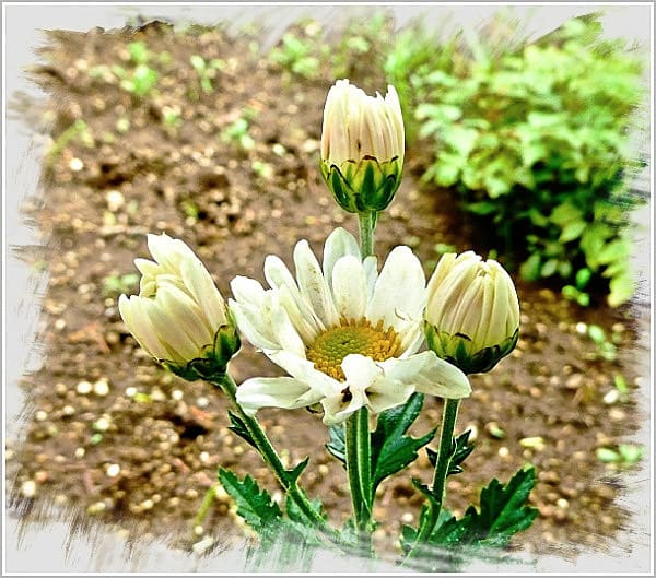 タキイ種苗 から通販で ７月咲き小菊 として購入した夏菊が１か月遅れでようやく開花 タックの庭仕事 黄昏人生残日録