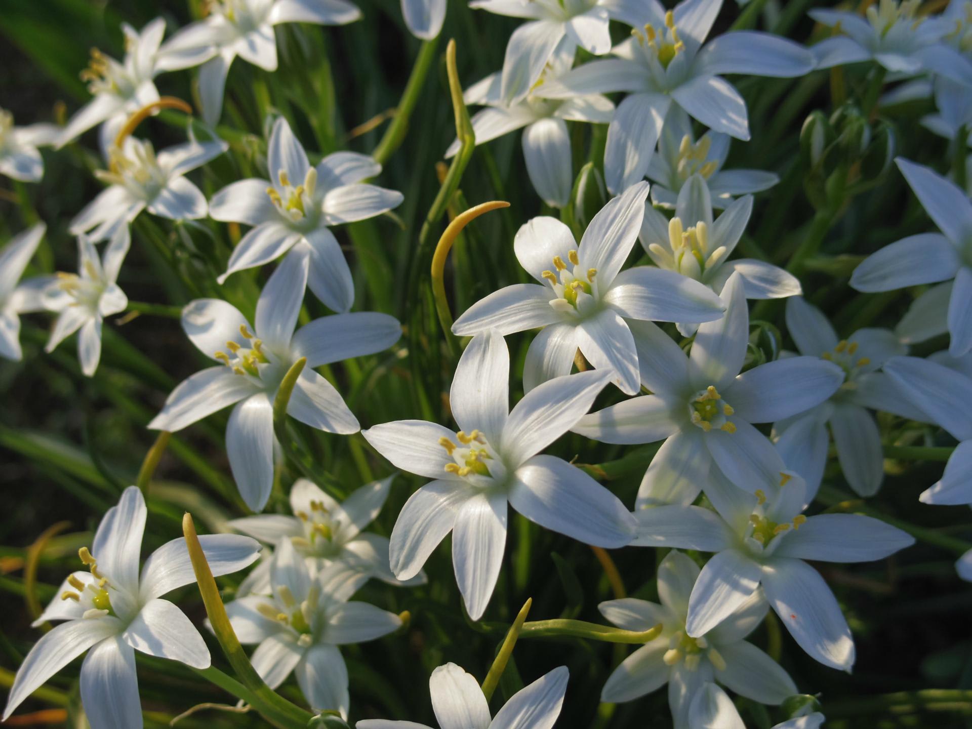 オオアマナ さいちママのブログ オオアマナ さいちママのブログ