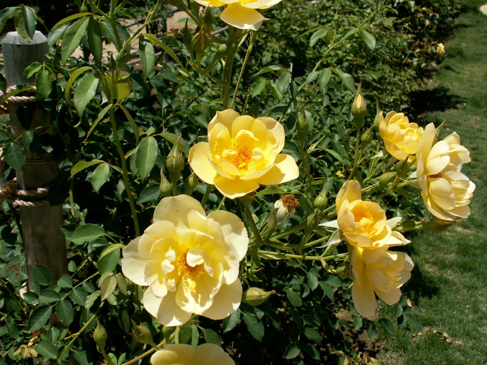 黄色のカップ咲き バターカップ 花の公園 俳句 ｉｎｇ