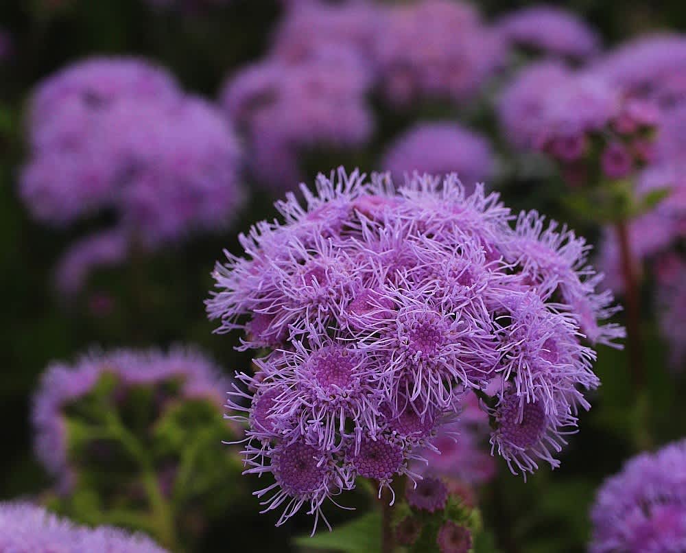 アゲラタム オオカッコウアザミ アブリル どこにでもあり どこにもない