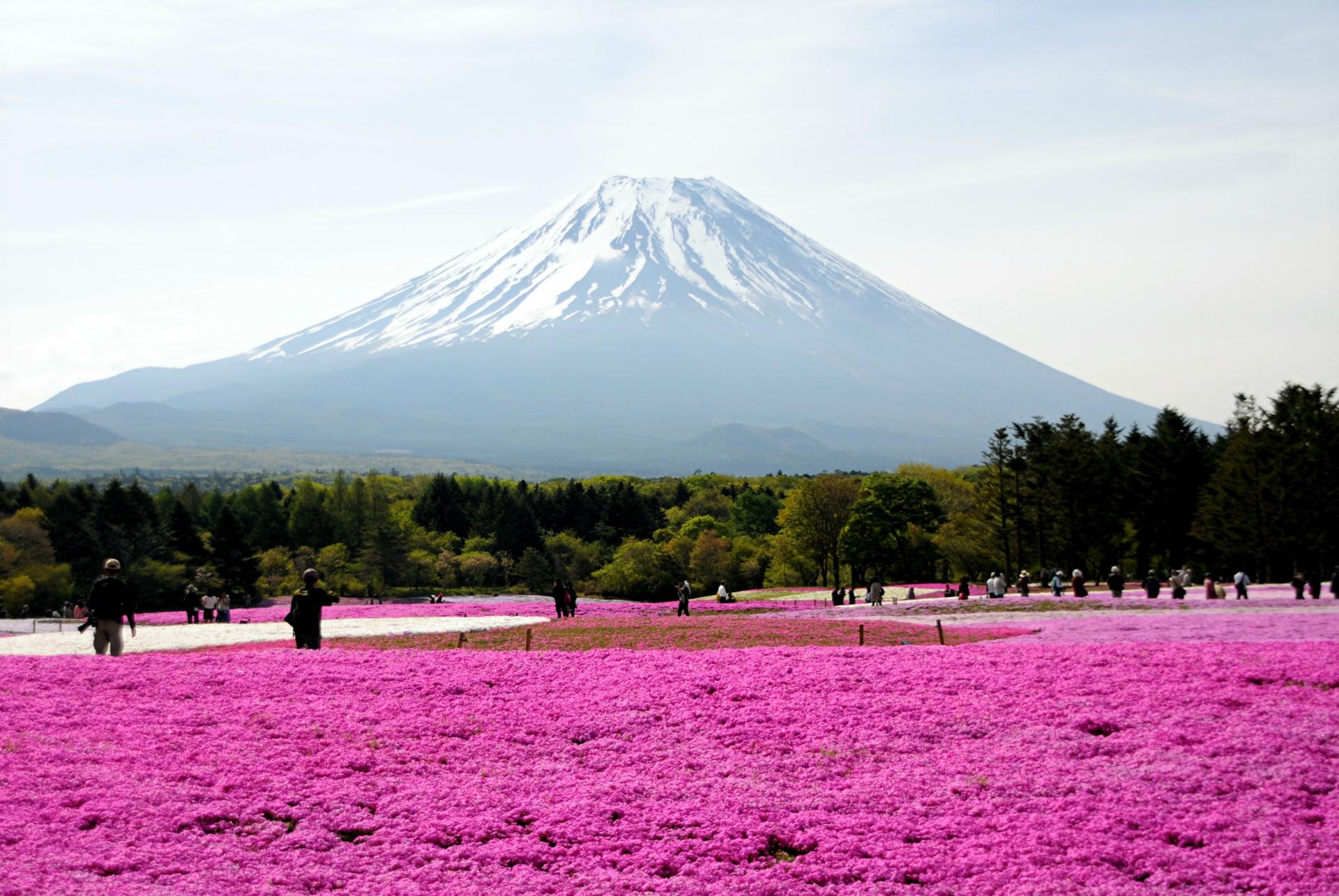 世界遺産の春景色（富士山と芝桜） - 私の広場～写真大好き