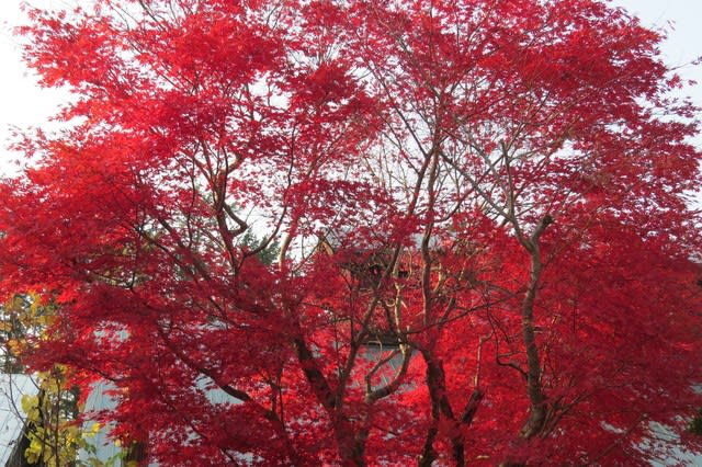 見事な紅葉 この秋の見納めかな 長沼町 雪降る街 カムイラピットの楽園 こな雪 ぼた雪 あられ雪