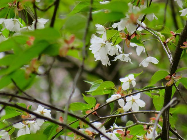 春山散歩 その 19 白い桜 オオシマザクラ あの山この山越の里