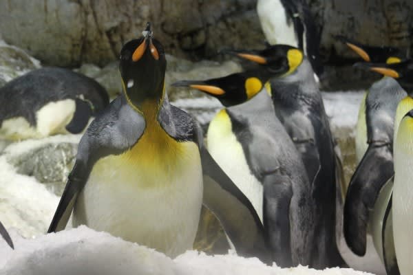 雪を食べる王様ペンギン おちょぼ口 ペンギン音頭