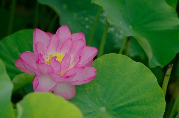 ハス 日本 中国では神聖なものの象徴の花は7月3日の誕生花 Aiグッチ のつぶやき