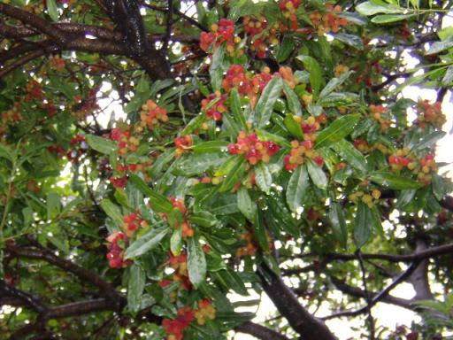 貴方は山桃 やまもも の実を食べたことがありますか 筑紫の国から 花つくし日記