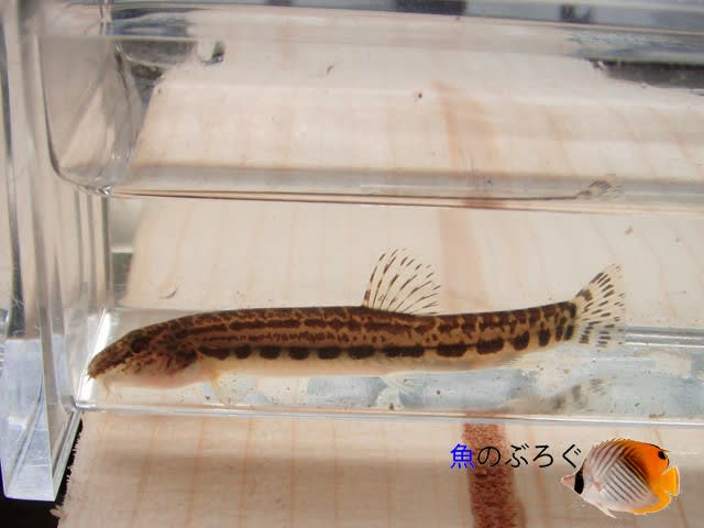 スジシマドジョウ小型種東海型 魚のぶろぐ