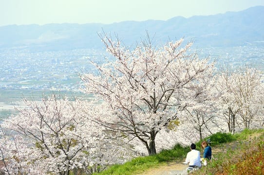 No. 1【初夏の紀の川里風景】 06269.jpg