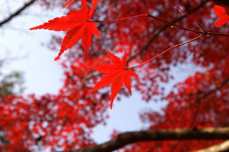 Momiji Momiji