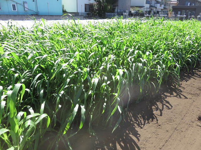 センチュウ対策緑肥の鋤きこみ Kishi1生産履歴