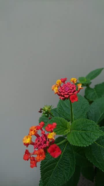 ランタナ 自宅鉢植え 私のお庭 ランタナ 自宅鉢植え 私のお庭