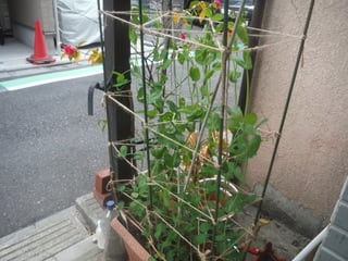 自宅プランタースナップエンドウ豆は良く育ってます 有機 無農薬菜園ブログ 団塊の世代が 武蔵村山で野菜づくり