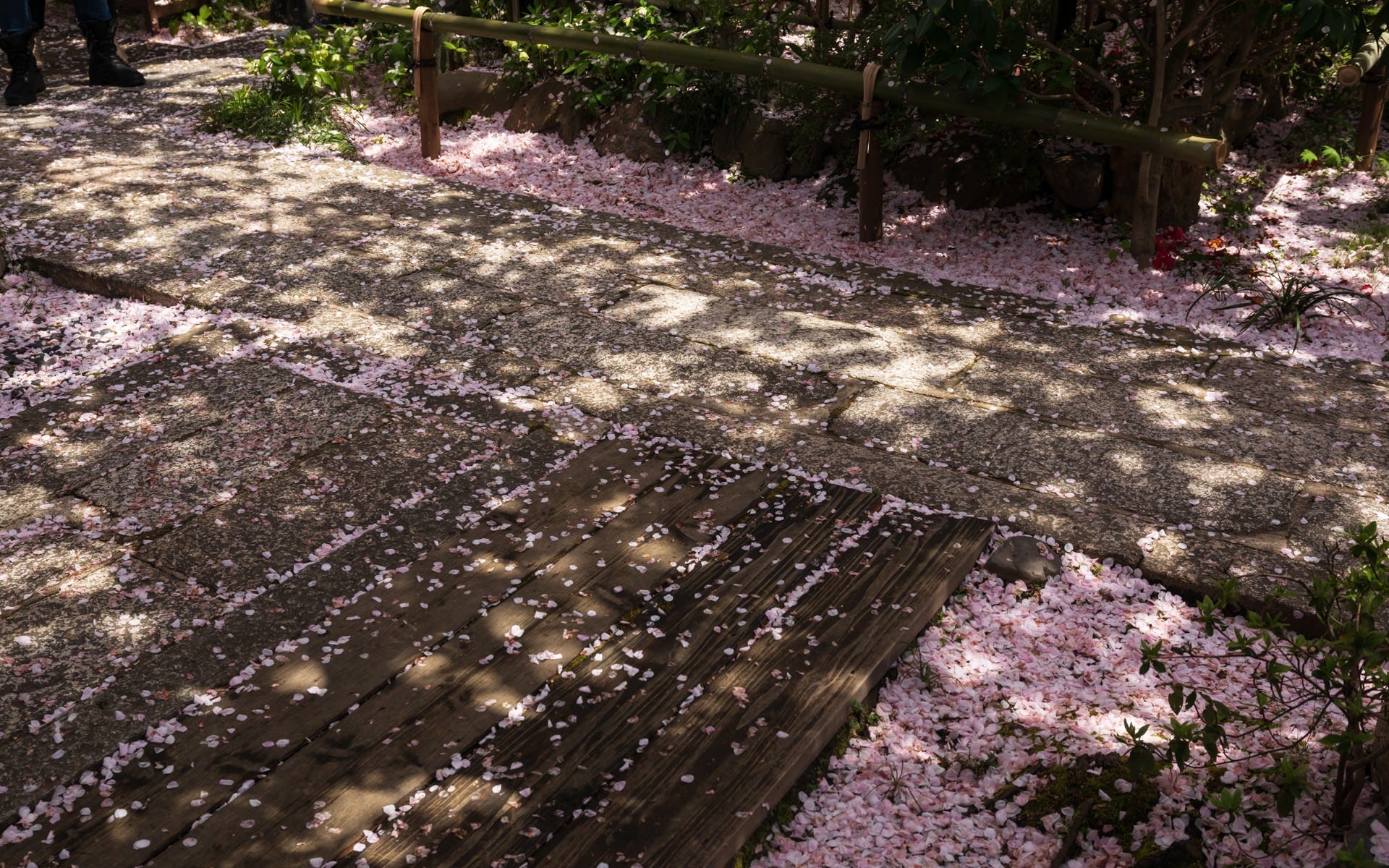 18年桜の京都 雨宝院の壁紙 計21枚 壁紙 日々駄文