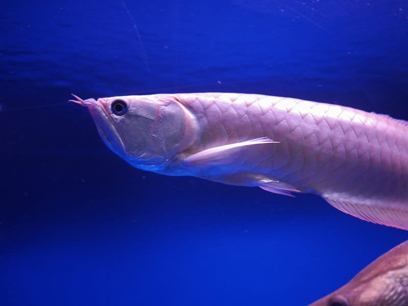 アジアアロワナ のブログ記事一覧 大型魚飼育 In 神秘の国インドネシア