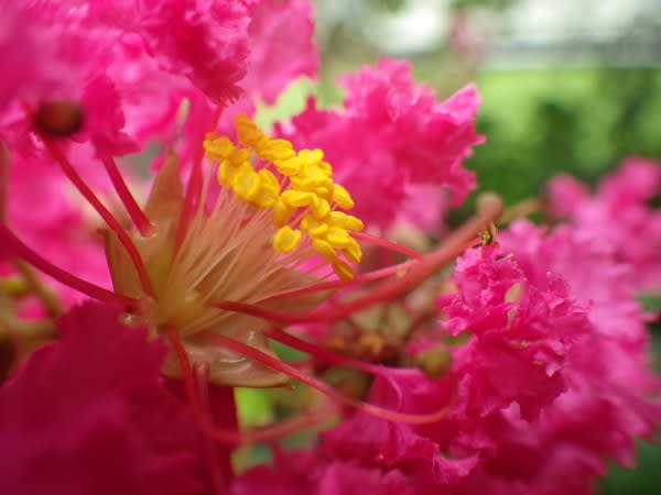 サルスベリ 花期が永くフリルのついた愛嬌ある花は8月29日の誕生花 Aiグッチ のつぶやき Post Like Ai Tweets