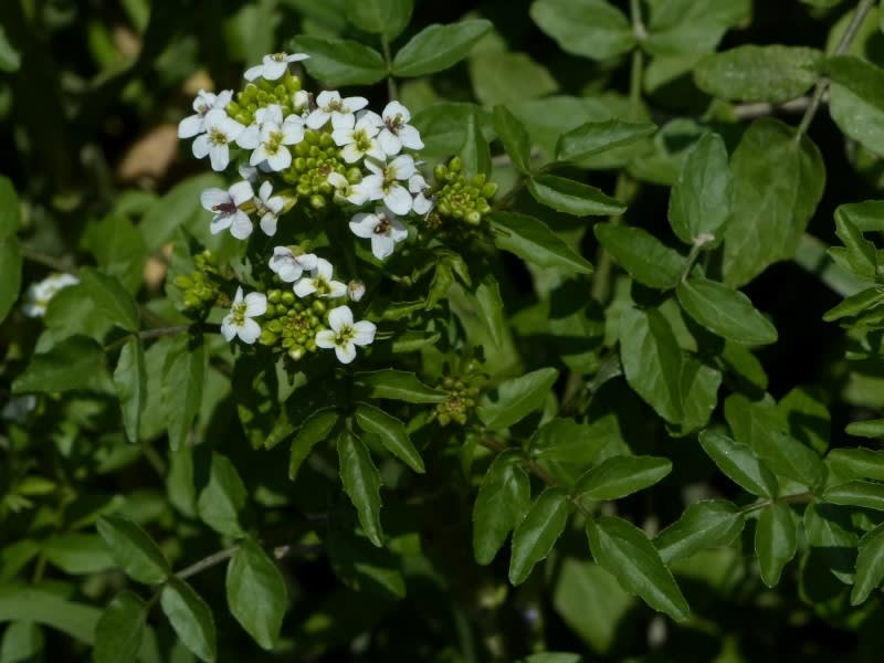 オランダガラシ 和蘭陀芥子 クレソン Hayashi No Ko