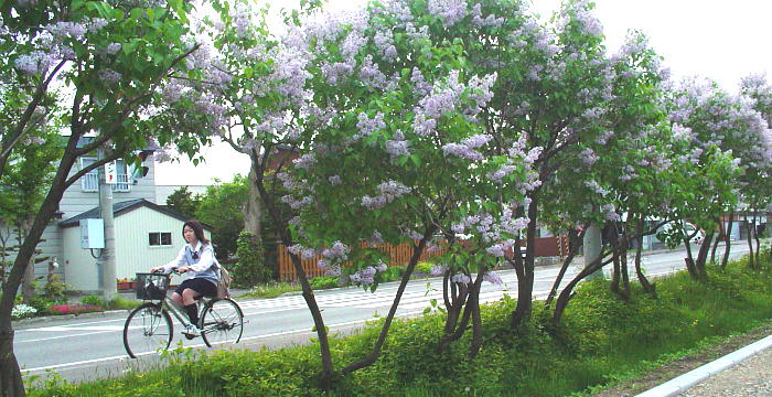 3 旭川 道端の リラ ライラック の花 撮って置きの日々