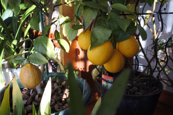 レモンの収穫と宇部小町 シティ オブ ヨークの誘引 四季彩ガーデンにようこそ
