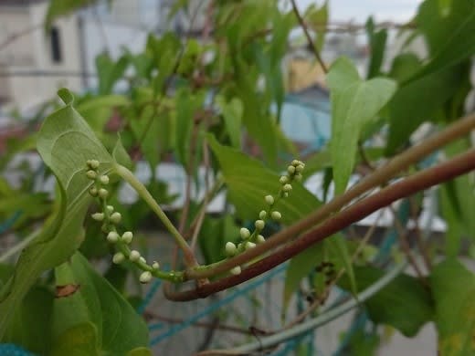 自然薯の花 日々進歩を願って