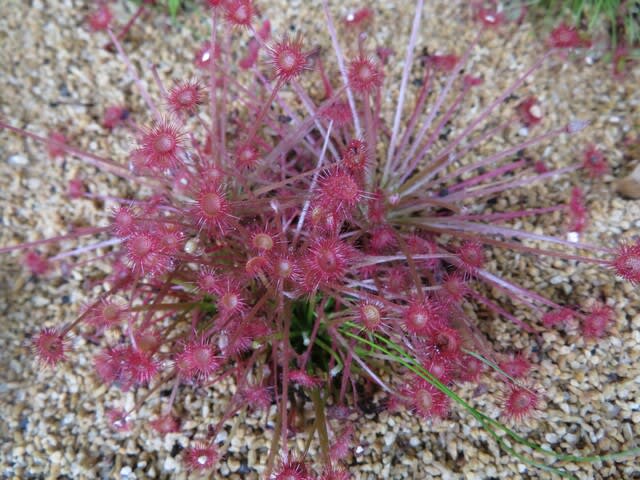 ピンクの花がかわいいモウセンゴケ パラドクサ 食虫植物シリーズ07 野の花 庭の花 ピンクの花がかわいいモウセンゴケ パラドクサ 食虫植物シリーズ07 野の花 庭の花