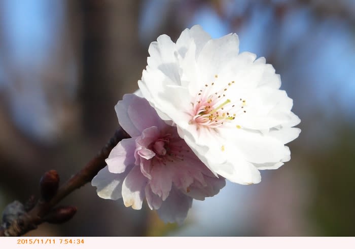 大阪冬桜 秋咲きの桜 散歩 都内散歩 散歩と写真