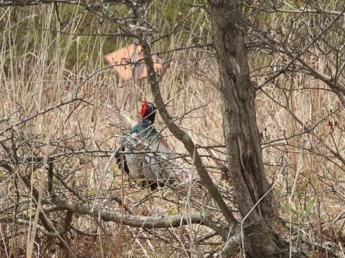 高ボッチ高原 鉢伏山で見た鳥 キジ オス mt77のblog 高ボッチ高原 鉢伏山で見た鳥 キジ オス mt77のblog