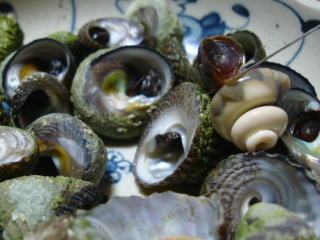 さざえ しただめ 能登半島