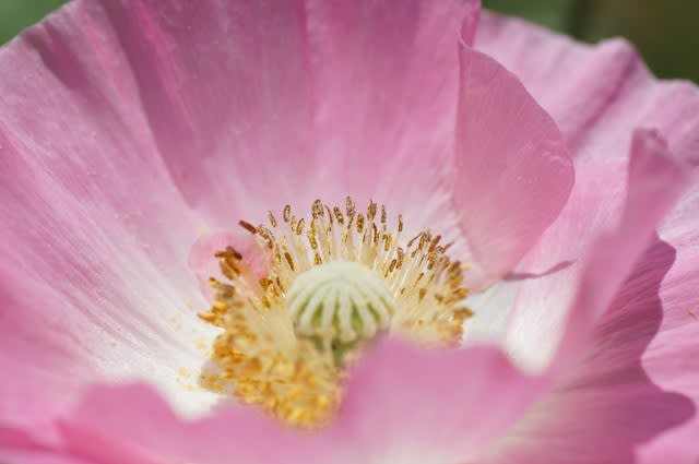 花の詩 芥子 ポピー の花 花の詩 古都逍遥 京都 奈良編 日常のこと