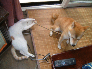 柴犬の日常 のブログ記事一覧 ｓｔｏｒｉａ 異人列伝