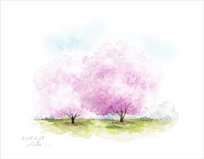 桜の樹 おさんぽスケッチ にじいろアトリエ 水彩 色鉛筆イラスト スケッチ