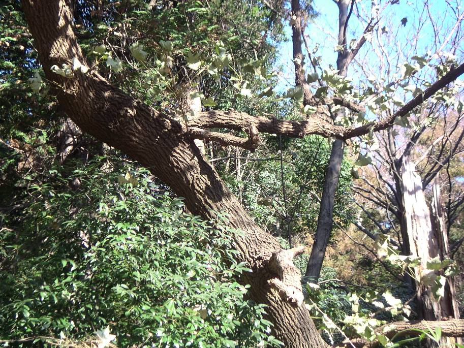 ハリギリもウコギの仲間 横浜のほほん ハリギリもウコギの仲間 横浜のほほん