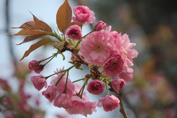 兼六園と関山桜 もとまちぎんざ 兼六園と関山桜 もとまちぎんざ
