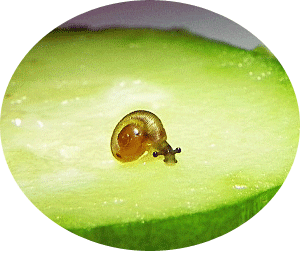 パツラマイマイ のブログ記事一覧 かたつむりが好き パツラマイマイ のブログ記事一覧 かたつむりが好き